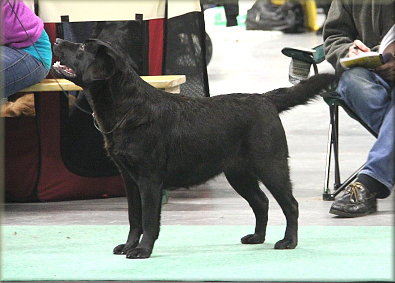 Exellent 2nd CC Quality at Swedish winnershow dec-2012